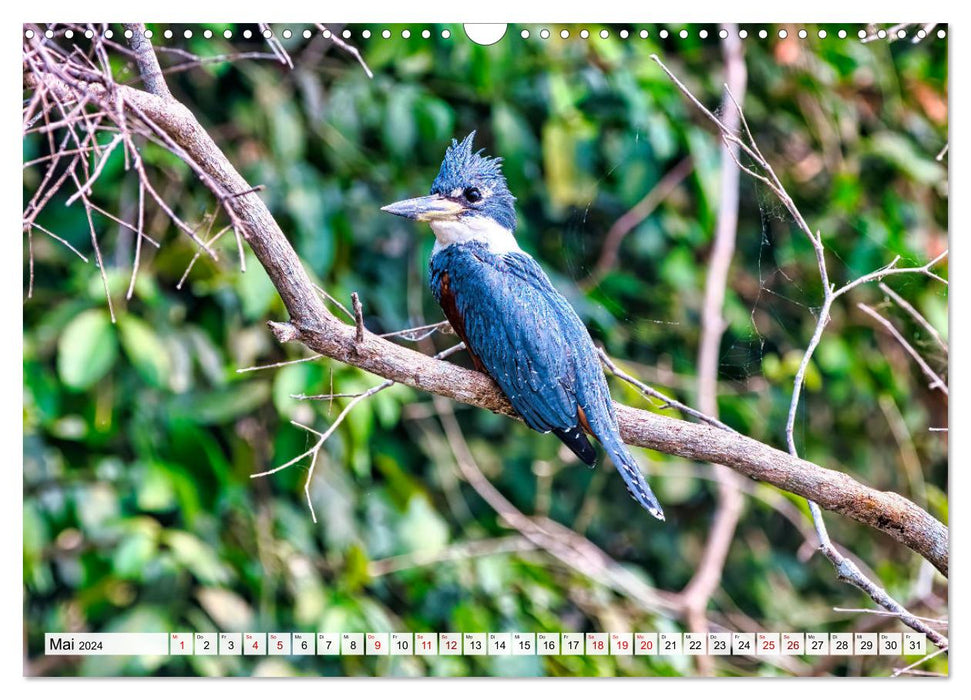 Pantanal: Faszinierende Tiere hautnah (CALVENDO Wandkalender 2024)