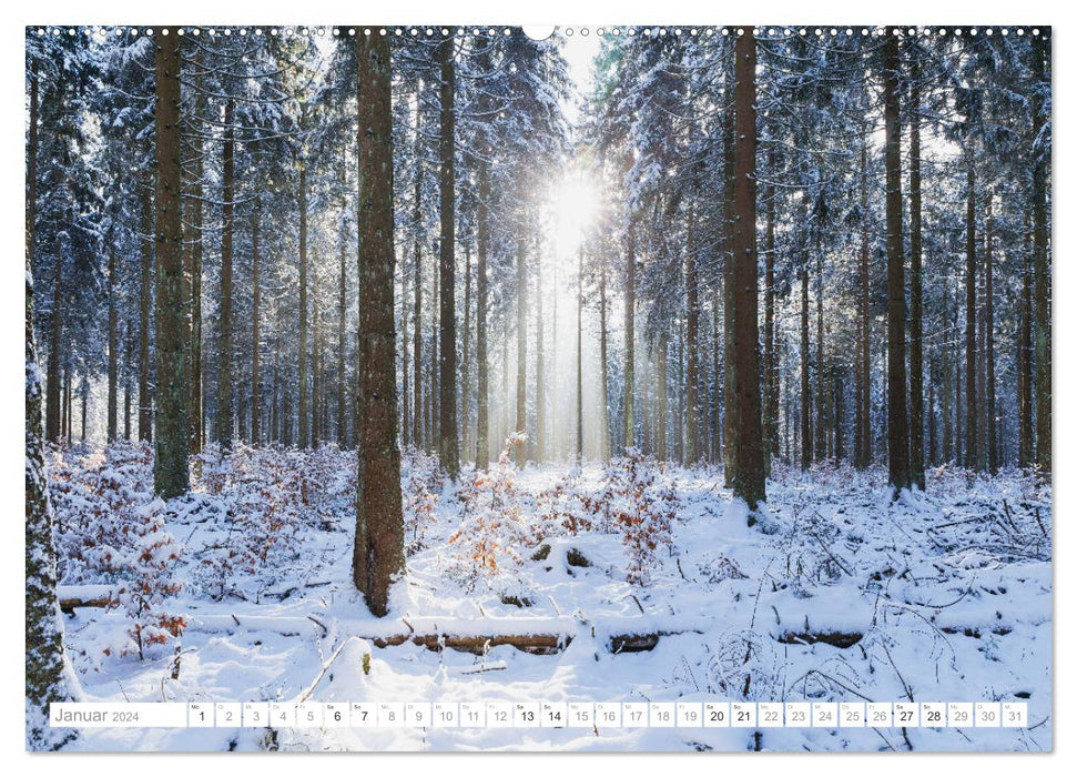 Eifelwälder - bezaubernde Tagträume (CALVENDO Premium Wandkalender 2024)