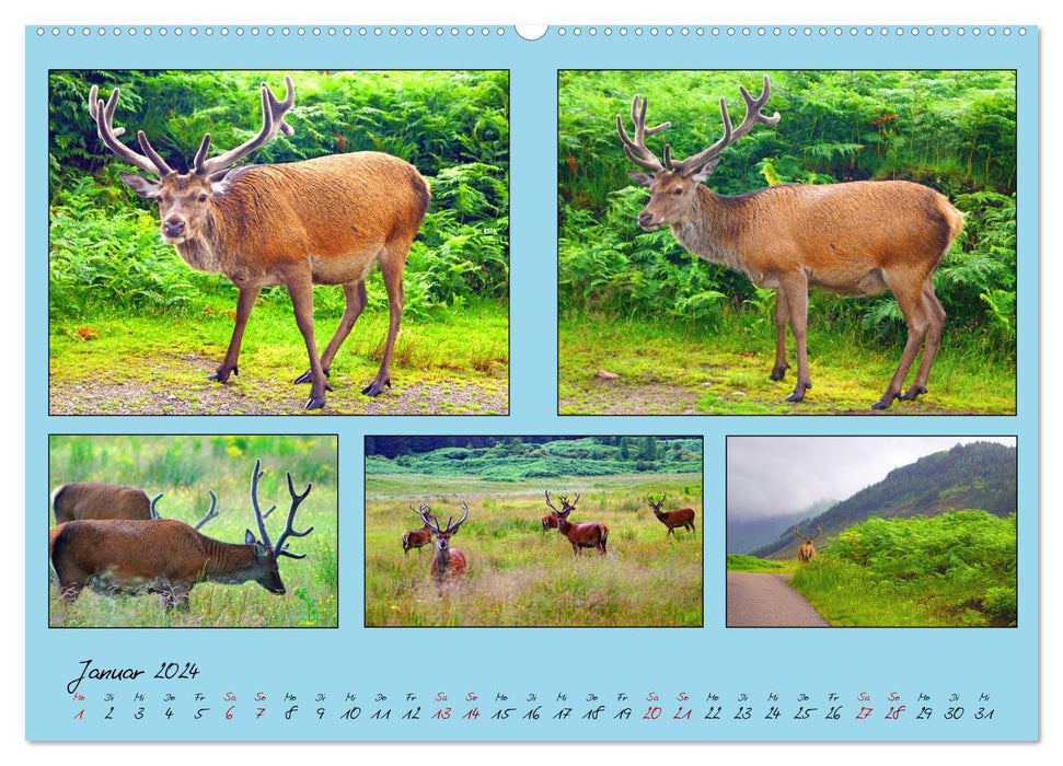 Quintettes from Scotland (CALVENDO Premium Wall Calendar 2024) 