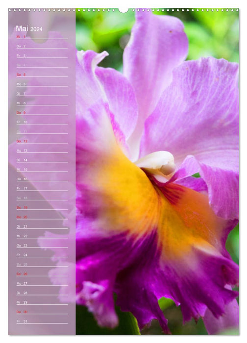 Farbzauber Natur Orchideen - Geburtstagskalender (CALVENDO Premium Wandkalender 2024)