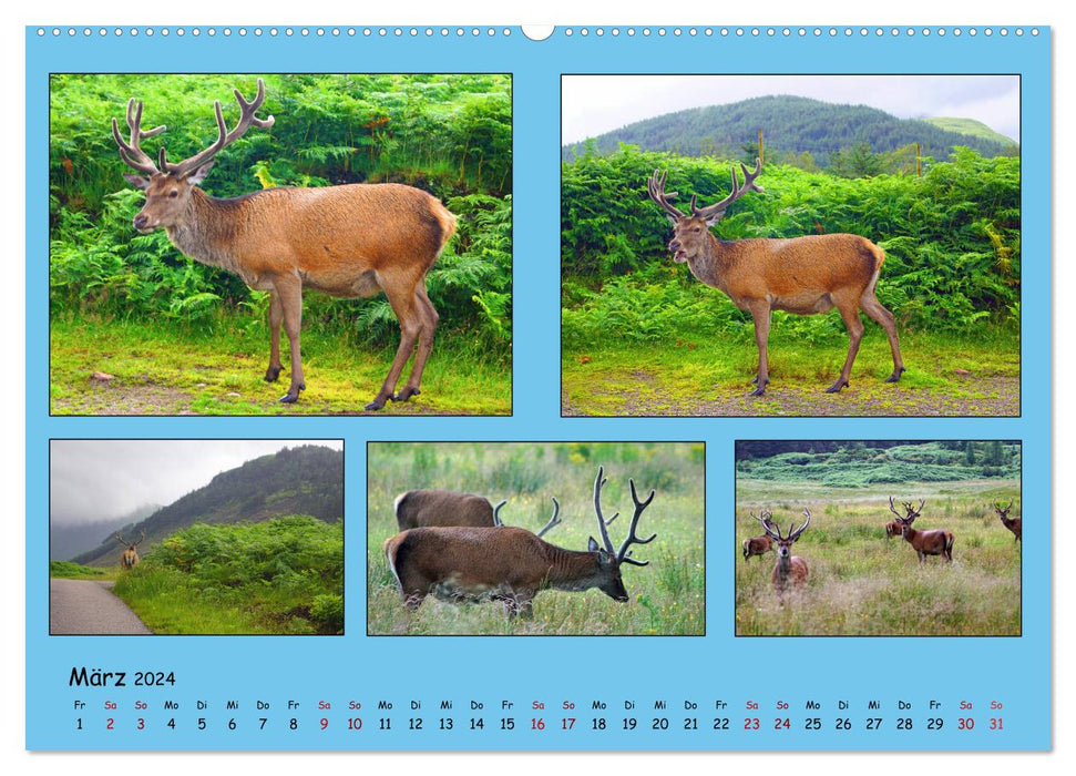 Quintettes from Scotland - AT version (CALVENDO wall calendar 2024) 