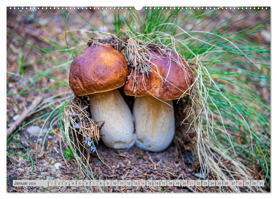 Mushrooms &amp; Mushrooms (CALVENDO Premium Wall Calendar 2024) 