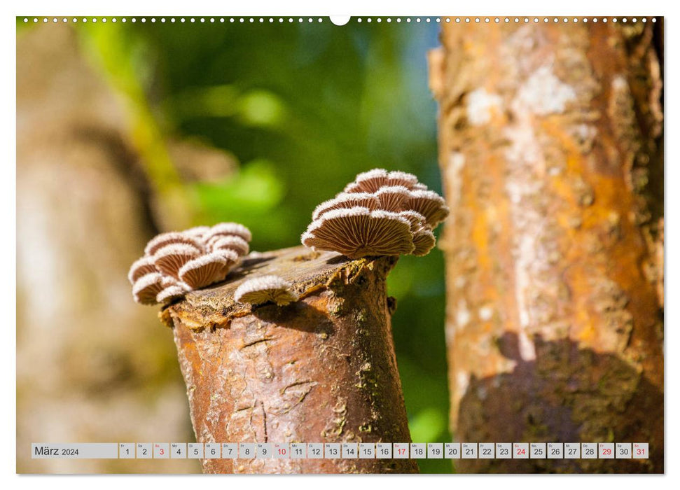 Mushrooms &amp; Mushrooms (CALVENDO Premium Wall Calendar 2024) 