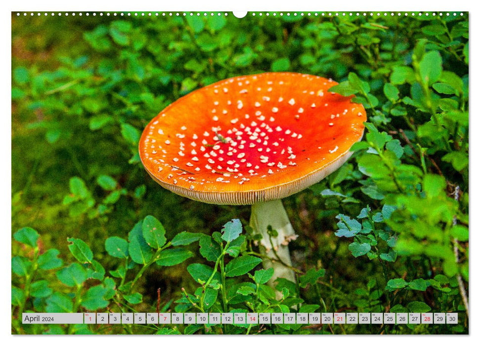 Mushrooms &amp; Mushrooms (CALVENDO Premium Wall Calendar 2024) 