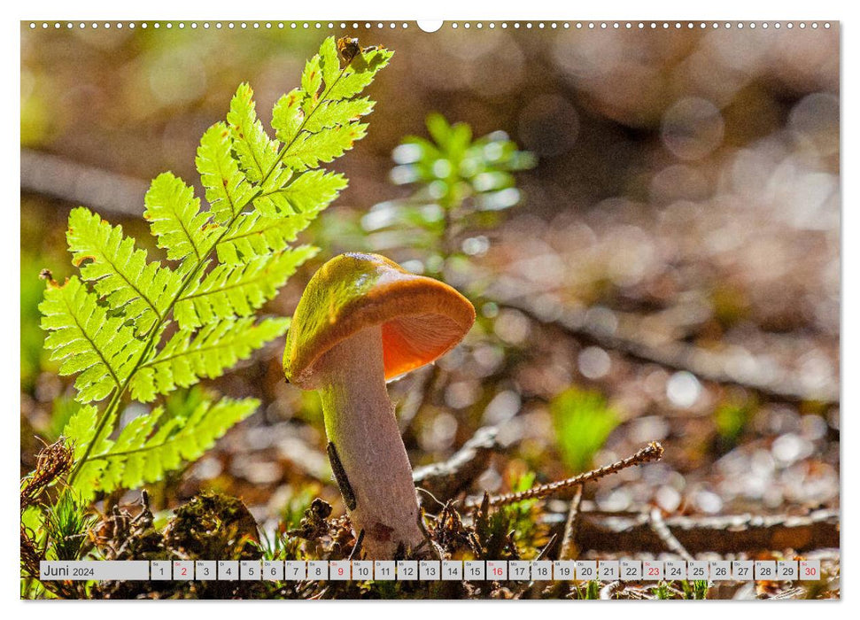 Mushrooms &amp; Mushrooms (CALVENDO Premium Wall Calendar 2024) 