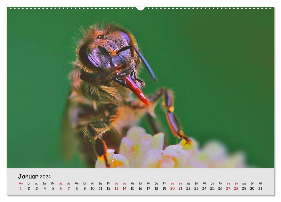 Gefährdete Insekten - unsere Nützlinge (CALVENDO Premium Wandkalender 2024)