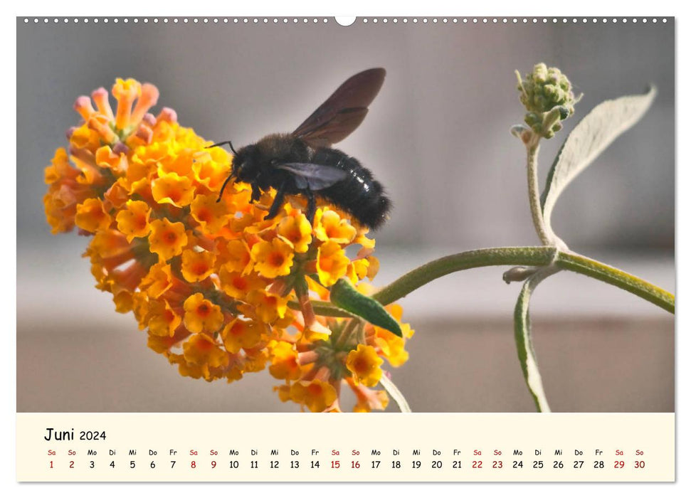 Gefährdete Insekten - unsere Nützlinge (CALVENDO Premium Wandkalender 2024)