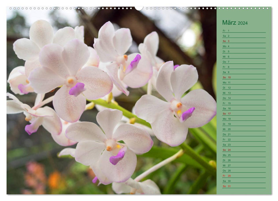 Color Magic Natural Orchids - CH Version (CALVENDO Wall Calendar 2024) 