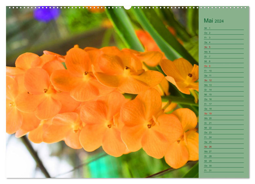 Farbzauber Natur Orchideen - CH Version (CALVENDO Wandkalender 2024)