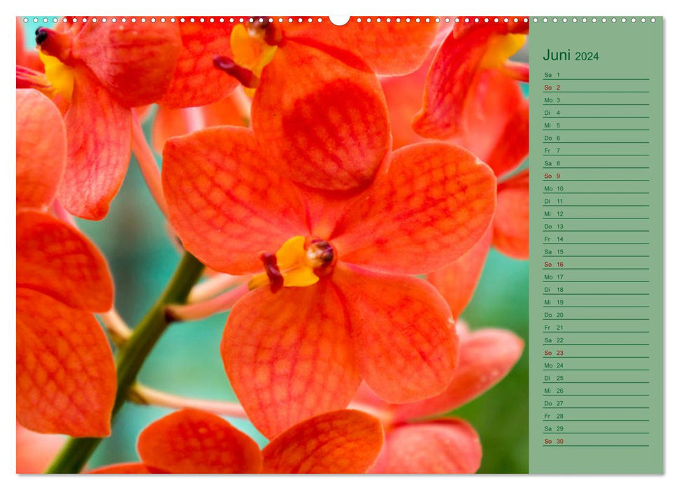 Color Magic Natural Orchids - CH Version (CALVENDO Wall Calendar 2024) 