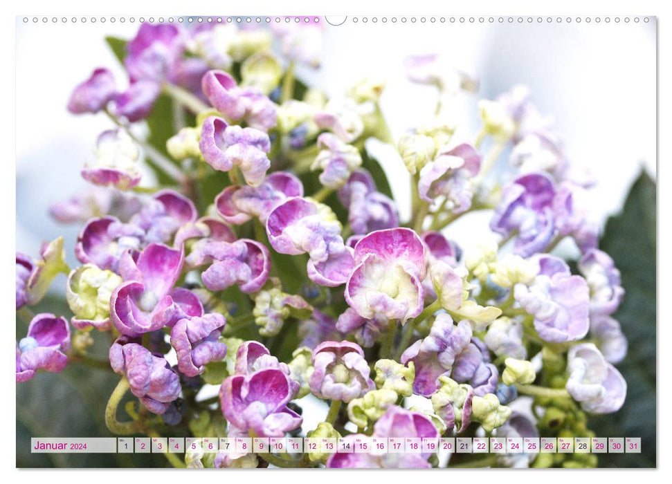 Hydrangeas Enchanting Play of Colors (CALVENDO Premium Wall Calendar 2024) 