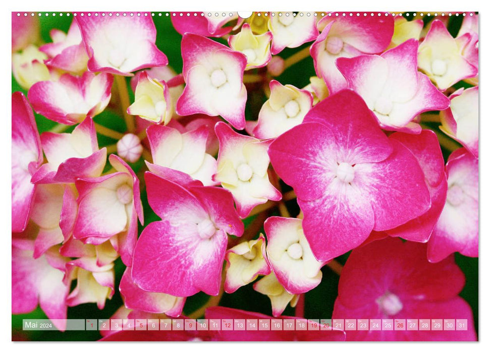 Hydrangeas Enchanting Play of Colors (CALVENDO Premium Wall Calendar 2024) 