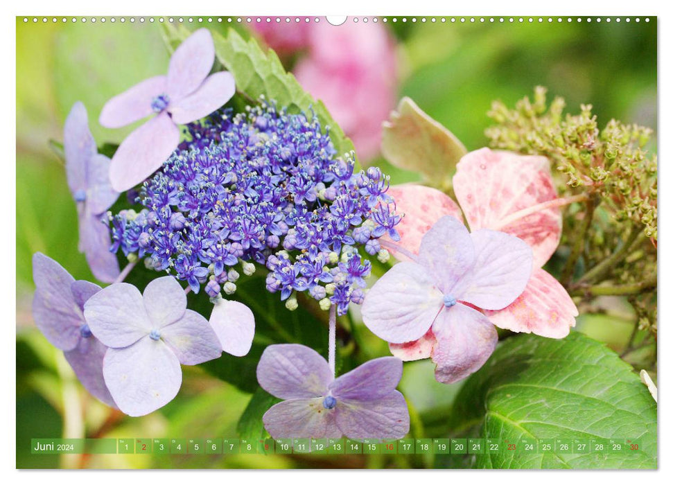 Hydrangeas Enchanting Play of Colors (CALVENDO Premium Wall Calendar 2024) 