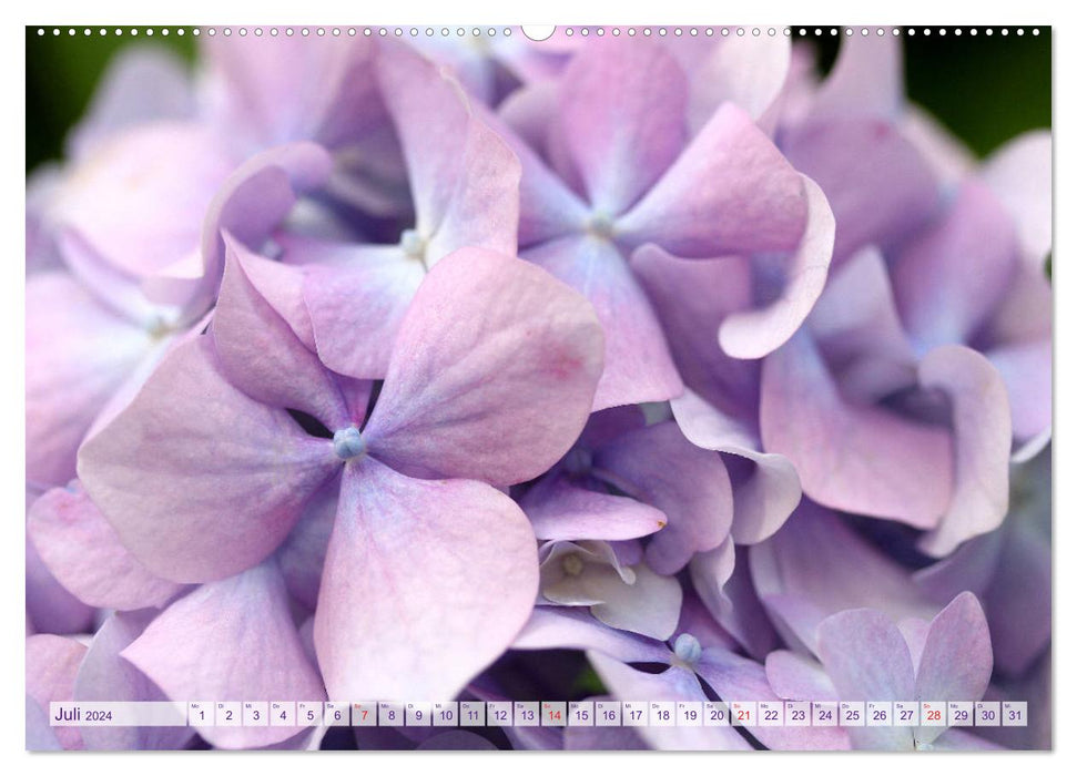 Hydrangeas Enchanting Play of Colors (CALVENDO Premium Wall Calendar 2024) 