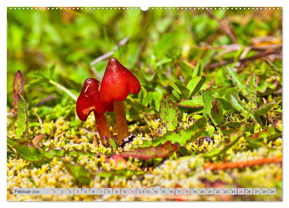 Mushrooms &amp; Mushrooms (CALVENDO wall calendar 2024) 