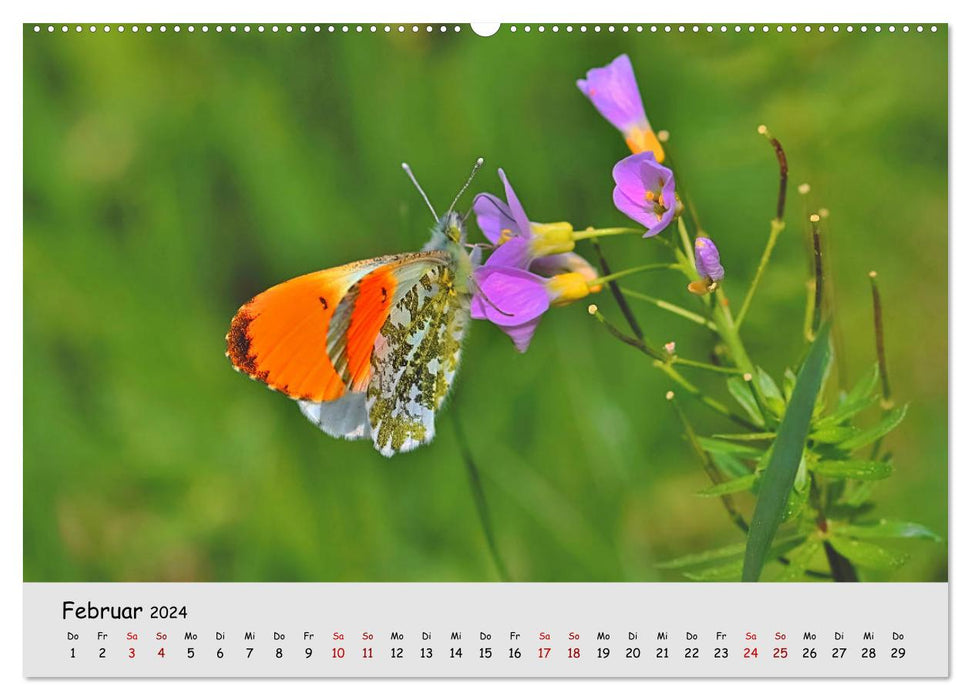 Gefährdete Insekten - unsere Nützlinge (CALVENDO Wandkalender 2024)