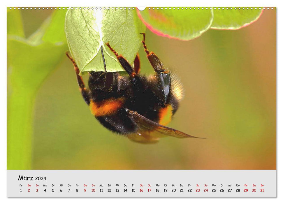 Gefährdete Insekten - unsere Nützlinge (CALVENDO Wandkalender 2024)