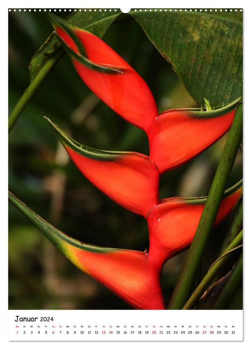 Costa Rica - Fauna &amp; Flora (CALVENDO Premium Wall Calendar 2024) 