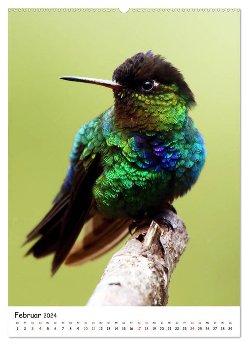 Costa Rica - Fauna & Flora (CALVENDO Premium Wandkalender 2024)