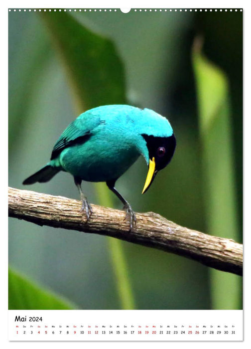 Costa Rica - Fauna & Flora (CALVENDO Premium Wandkalender 2024)
