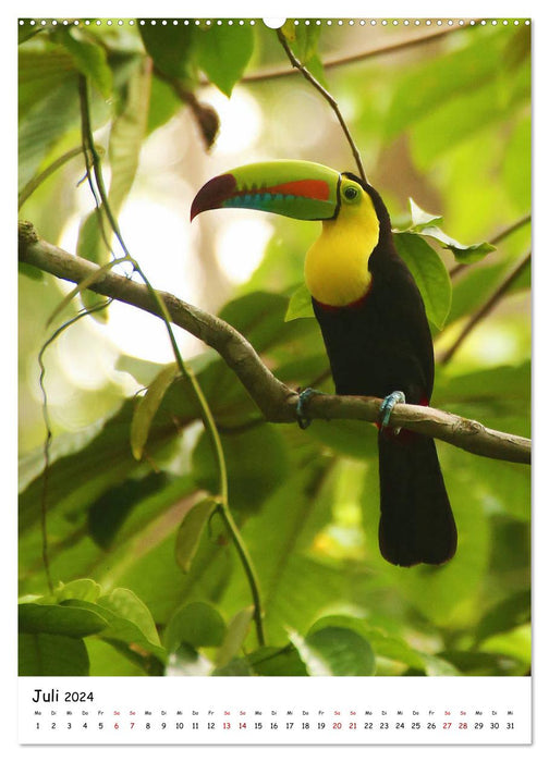 Costa Rica - Fauna &amp; Flora (CALVENDO Premium Wall Calendar 2024) 