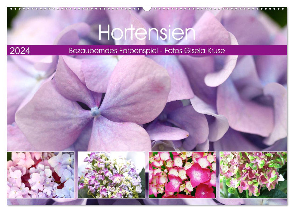 Hydrangeas Enchanting Play of Colors (CALVENDO Wall Calendar 2024) 