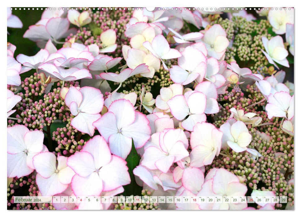 Hydrangeas Enchanting Play of Colors (CALVENDO Wall Calendar 2024) 