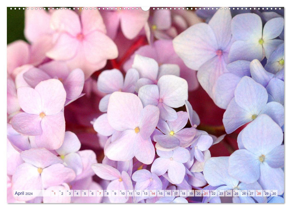 Hydrangeas Enchanting Play of Colors (CALVENDO Wall Calendar 2024) 