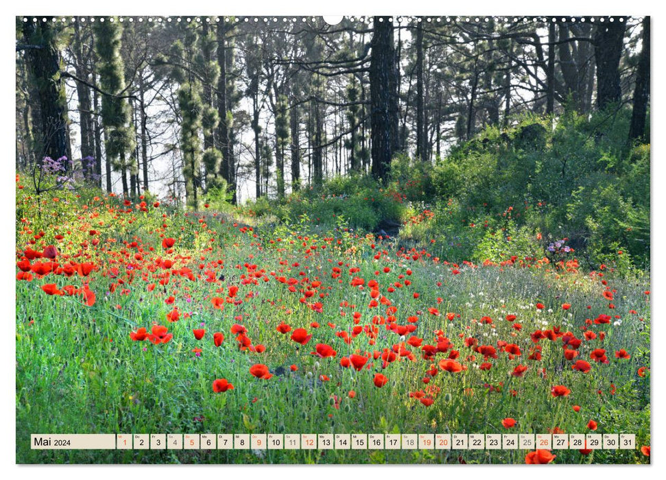 Magic Moments - LA PALMA (CALVENDO wall calendar 2024) 