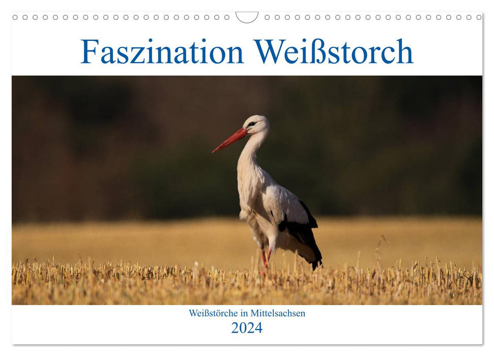 Faszination Weißstorch (CALVENDO Wandkalender 2024)