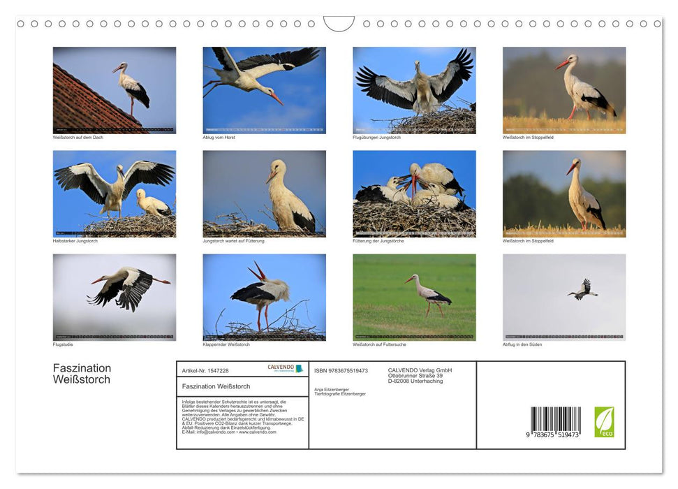 Fascination with white storks (CALVENDO wall calendar 2024) 