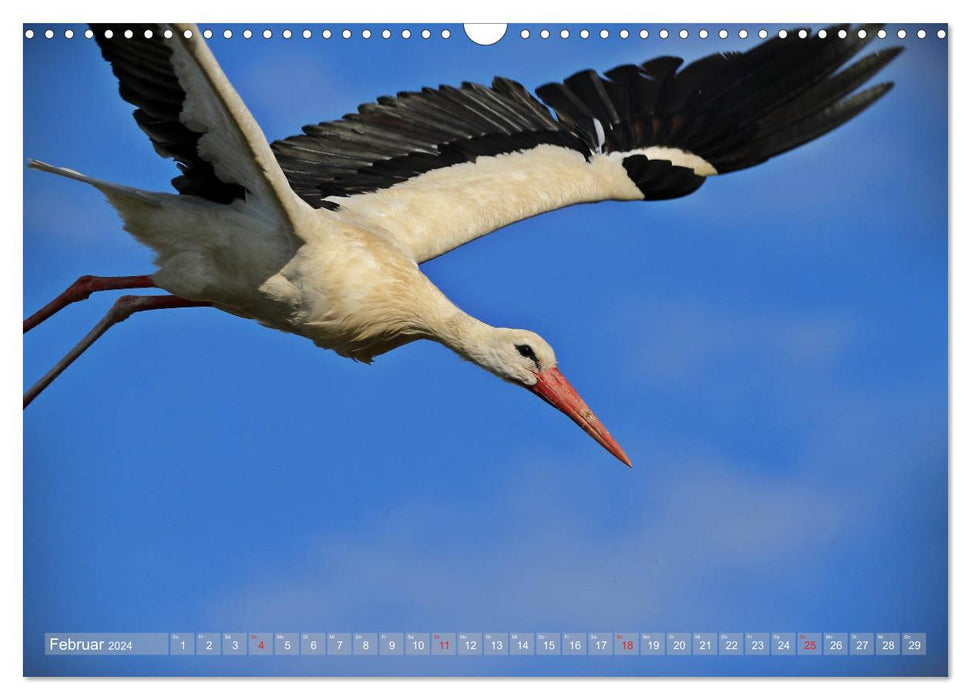 Fascination with white storks (CALVENDO wall calendar 2024) 