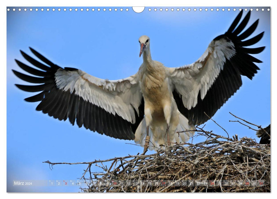 Fascination with white storks (CALVENDO wall calendar 2024) 