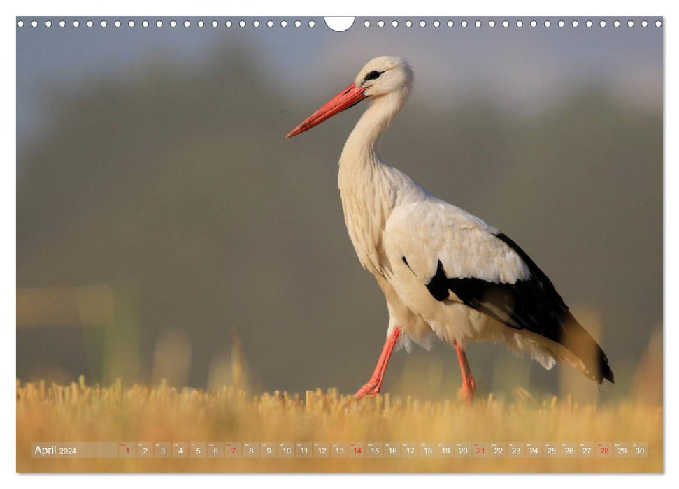 Fascination with white storks (CALVENDO wall calendar 2024) 