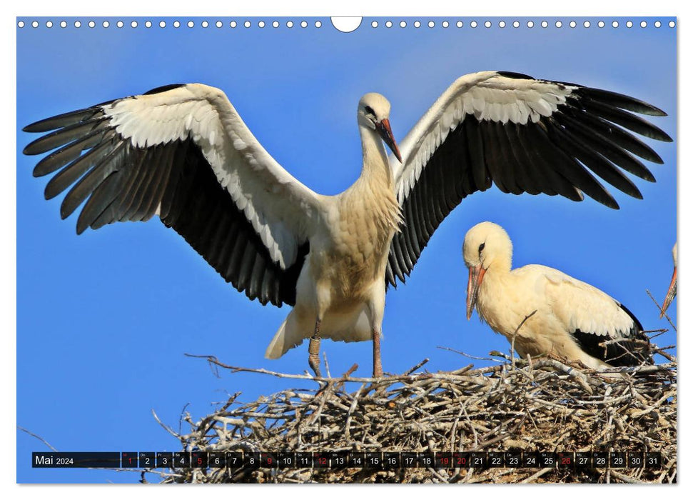 Fascination with white storks (CALVENDO wall calendar 2024) 