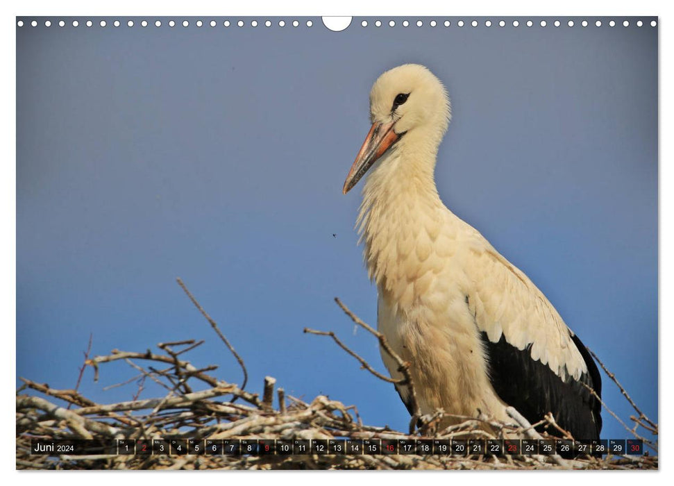 Fascination with white storks (CALVENDO wall calendar 2024) 