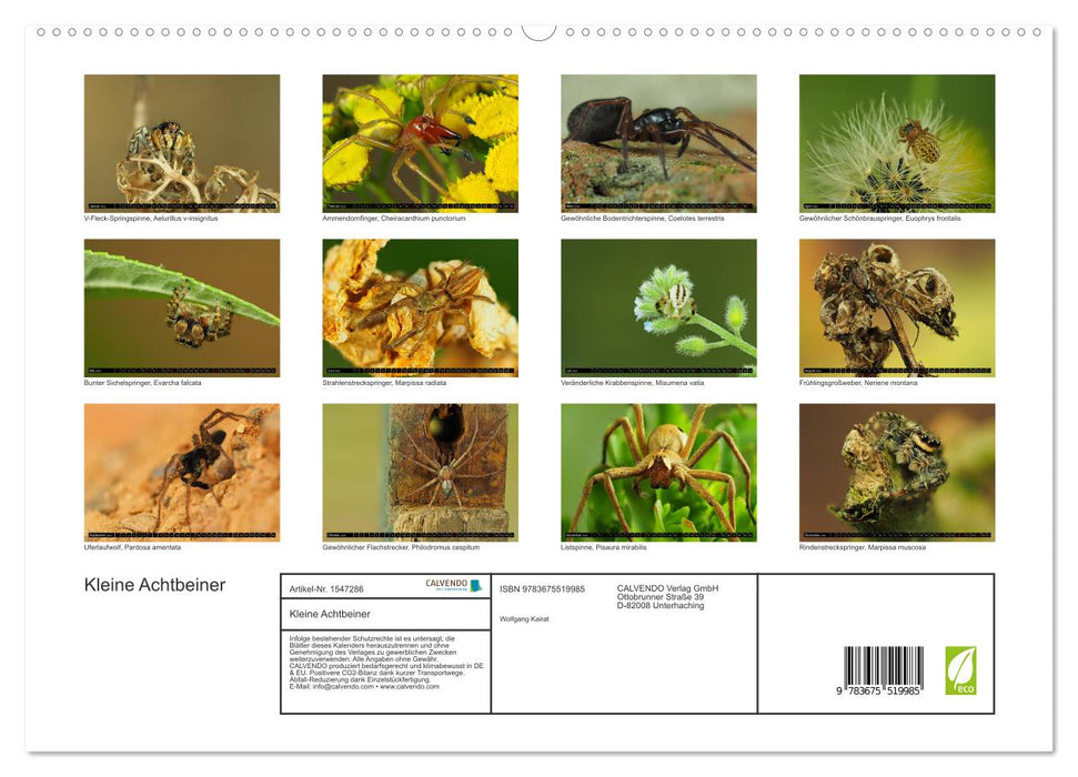 Little eight-legged friends (CALVENDO Premium Wall Calendar 2024) 