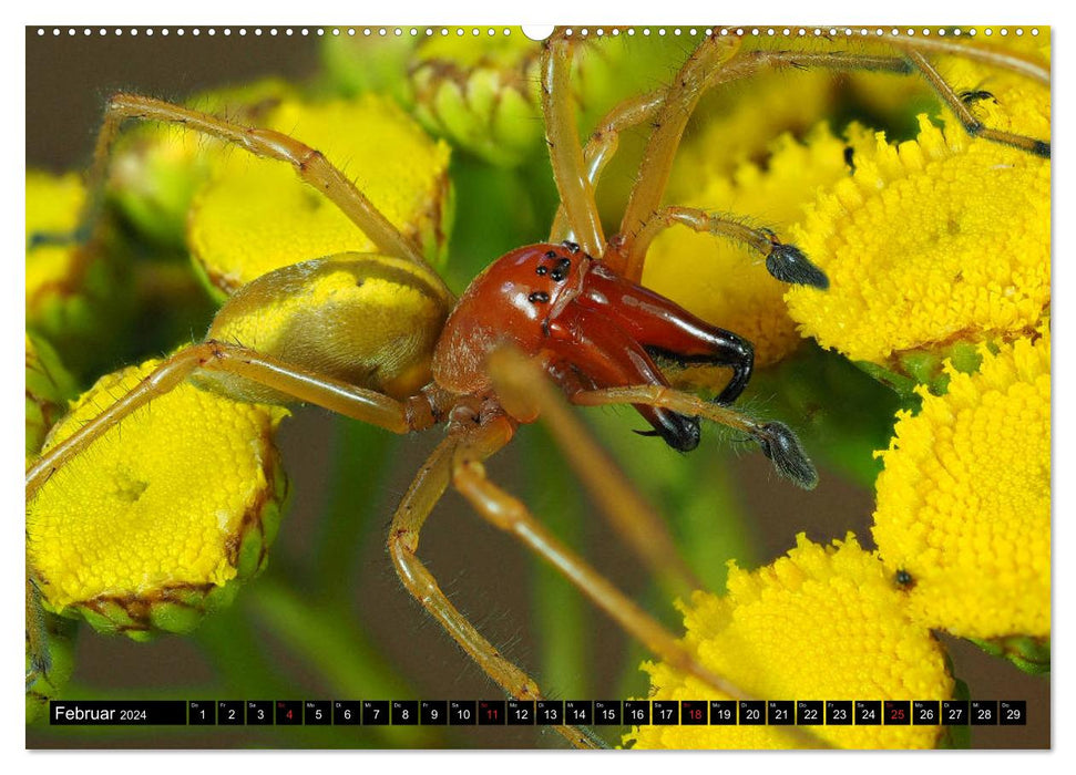 Little eight-legged friends (CALVENDO Premium Wall Calendar 2024) 