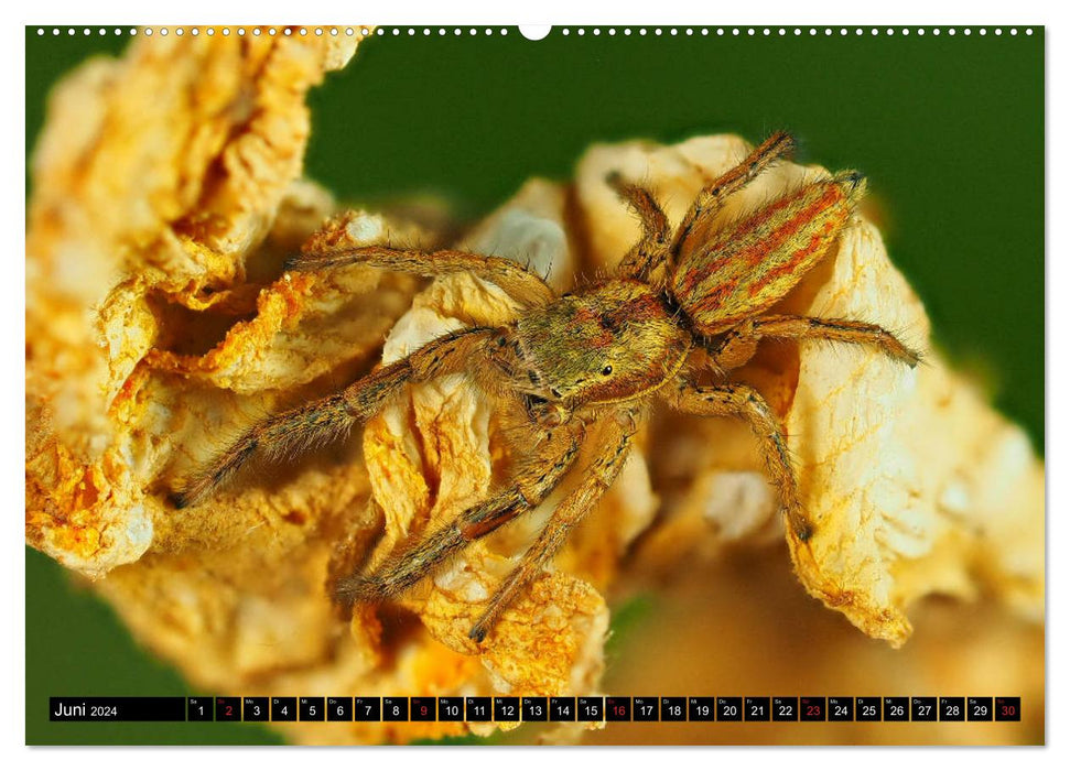 Little eight-legged friends (CALVENDO Premium Wall Calendar 2024) 