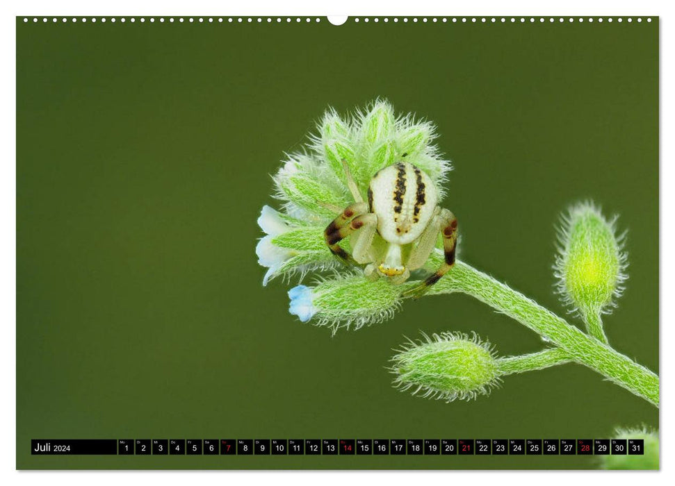 Little eight-legged friends (CALVENDO Premium Wall Calendar 2024) 