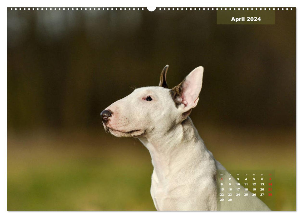 Typisch Bullterrier (CALVENDO Premium Wandkalender 2024)