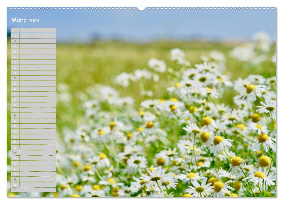 Feldblumen an meinem Weg (CALVENDO Premium Wandkalender 2024)