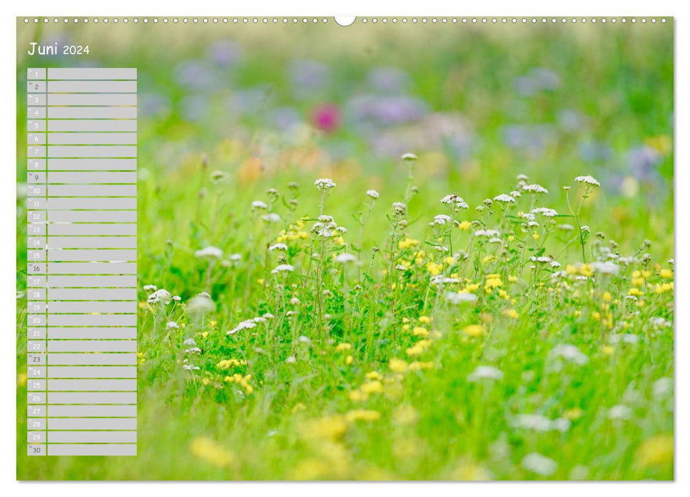 Feldblumen an meinem Weg (CALVENDO Wandkalender 2024)