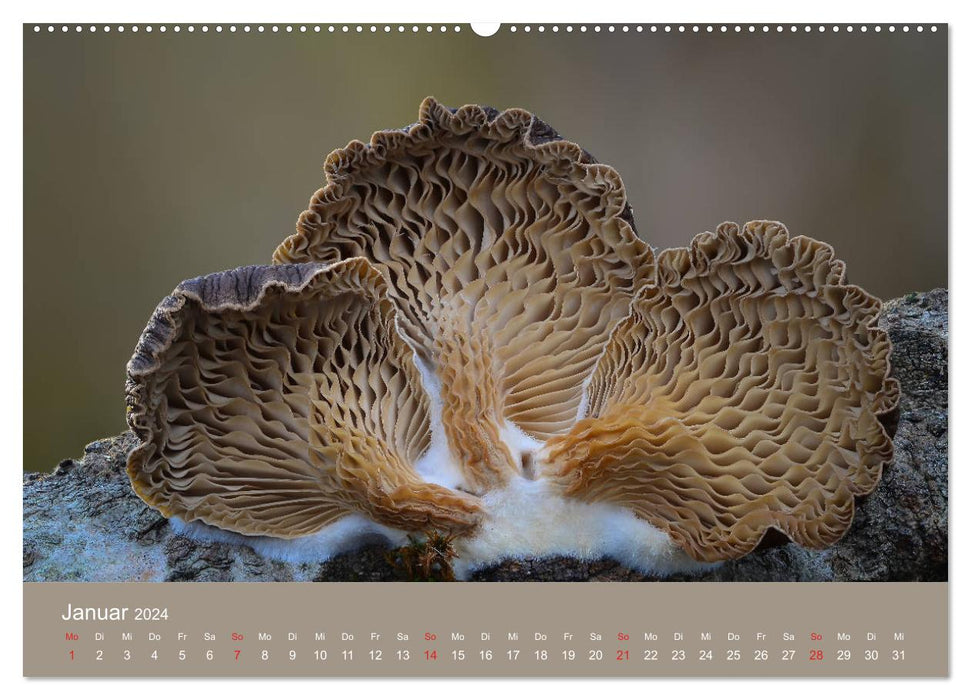 Die faszinierende Welt der Pilze (CALVENDO Premium Wandkalender 2024)