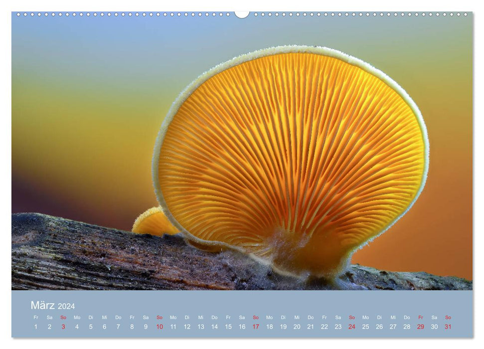 Die faszinierende Welt der Pilze (CALVENDO Premium Wandkalender 2024)