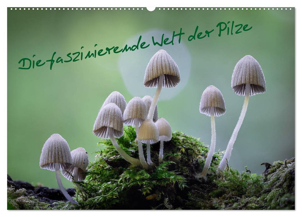 Die faszinierende Welt der Pilze (CALVENDO Wandkalender 2024)