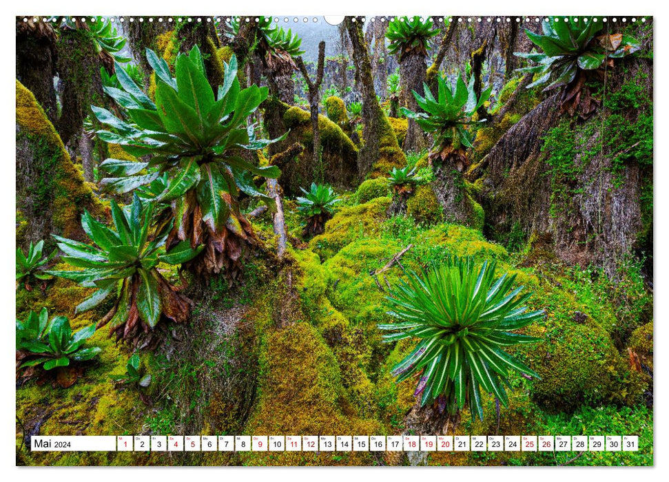 Ruwenzori - Afrikas mystisches Hochgebirge (CALVENDO Premium Wandkalender 2024)