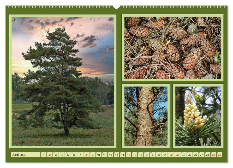 Bäume Kleiner Naturführer (CALVENDO Wandkalender 2024)