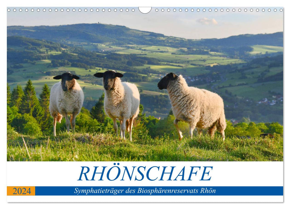 Rhönschafe - Symphatieträger des Biosphärenreservats Rhön (CALVENDO Wandkalender 2024)