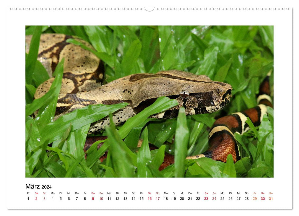 La faune colombienne (Calvendo Premium Wall Calendar 2024) 